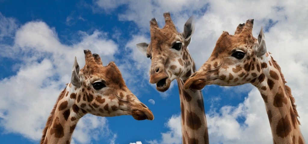 alain couci coaching prise de parole