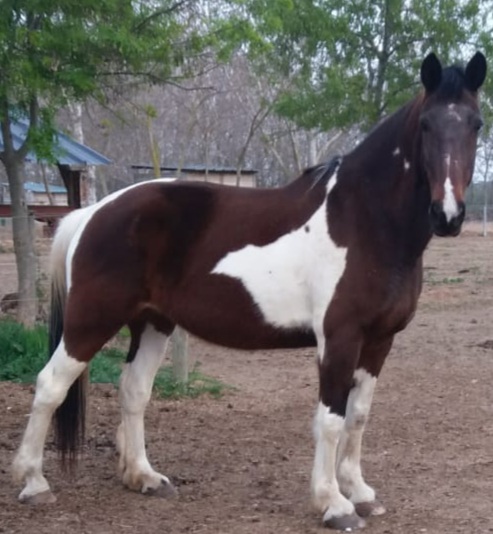 equicoaching-monptellier-alain-couci Equi Coaching Montpellier